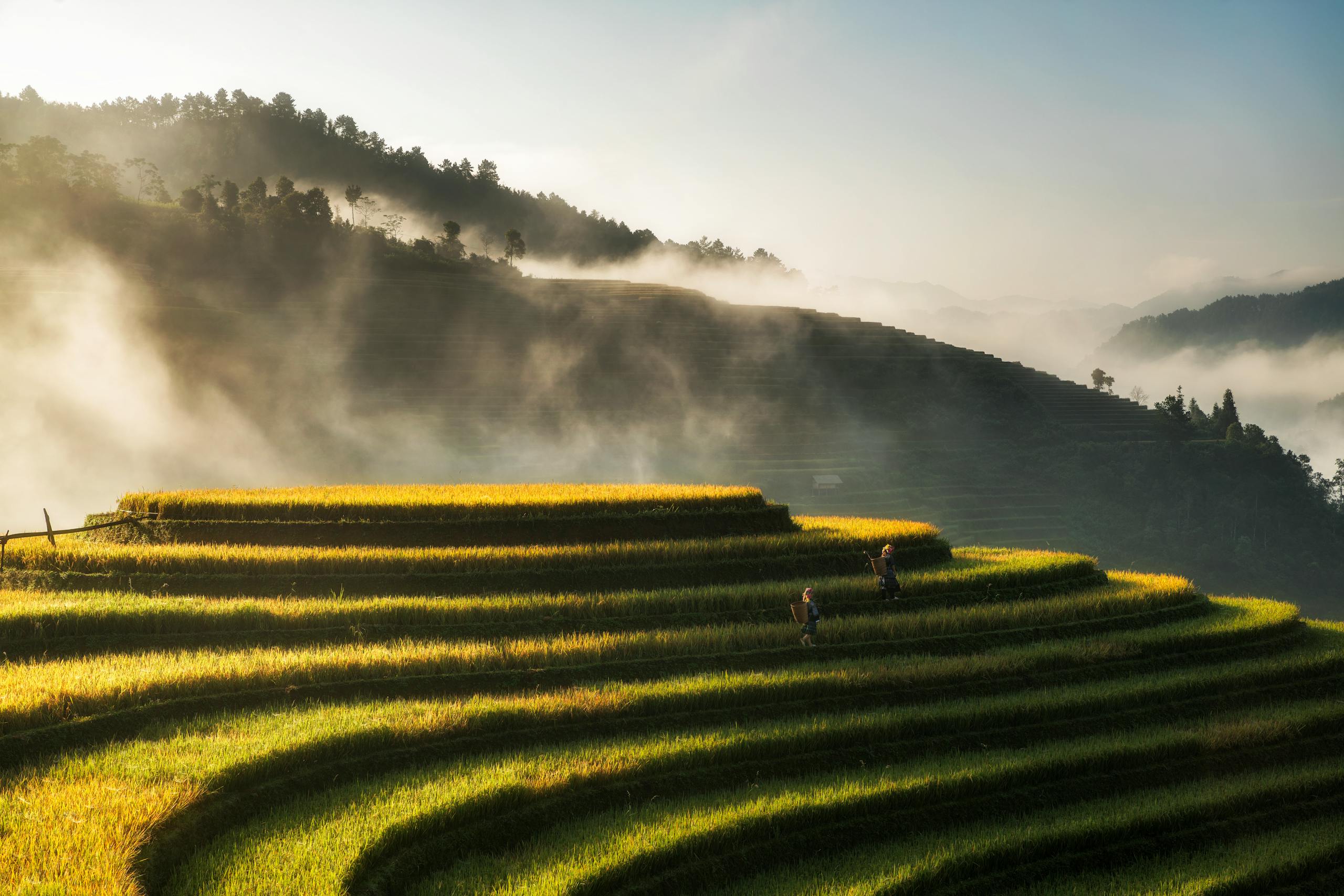 Stunning view of sunrise over lush terraced rice fields in Yên Bái, Vietnam.